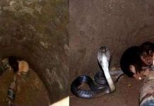 Rắn hổ mang bảo vệ hai chú cún suốt 48h