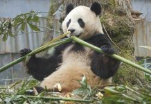 Khăn giấy hạng sang làm từ phân gấu trúc: Liệu bạn có muốn dùng?