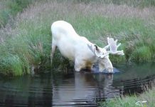 Nai sừng tấm hiếm gặp có bộ lông trắng toát