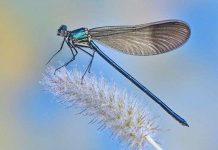 Chuồn chuồn cũng có khả năng tập trung như con người