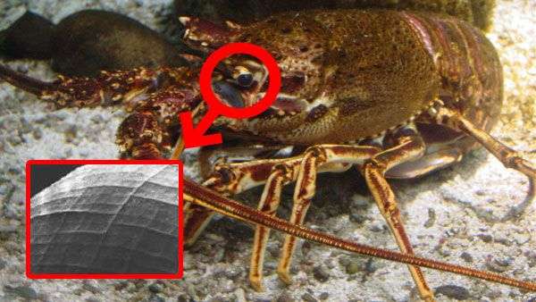 Mắt tôm hùm và ứng dụng không thể ngờ tới trong công nghệ X quang
