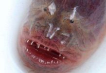 Bắt được loài lươn hiếm, xấu điên đảo Bắt được loài lươn hiếm, xấu điên đảo