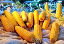 Việt Nam lạc hậu với công nghệ biến đổi gen