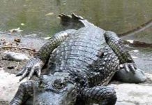 Australia – mảnh đất gốc của loài cá sấu Australia - mảnh đất gốc của loài cá sấu