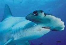 Chiếc “búa” của cá mập đầu búa để làm gì? Chiếc “búa” của cá mập đầu búa để làm gì?