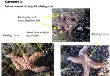 Kỳ lạ: Sao biển phát nổ hàng loạt tại Mỹ Kỳ lạ: Sao biển phát nổ hàng loạt tại Mỹ