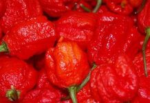 Giống ớt Carolina Reaper cay hơn cả bình xịt hơi cay