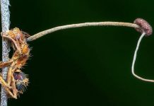 Nấm mọc dài sau khi biến kiến thành xác sống