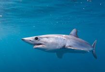 Cá mập giận dữ tấn công ngư dân đòi lại mồi