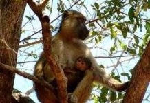 Khỉ đầu chó thích rình trộm sex Khỉ đầu chó thích rình trộm sex