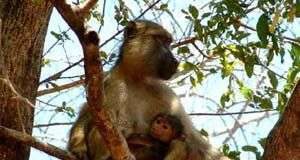 Khỉ đầu chó thích rình trộm sex