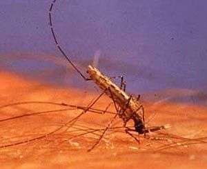 Phát hiện mới về khứu giác của muỗi Anopheles