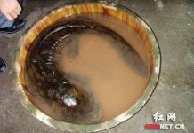 Phát hiện kỳ nhông khổng lồ ở Trung Quốc