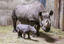 Tê giác hiếm ở Đông Phi sinh con