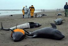 Hơn 130 cá voi mắc cạn ở Nhật Bản Hơn 130 cá voi mắc cạn ở Nhật Bản