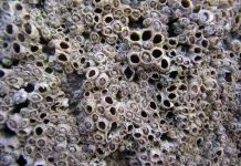 Những sự thật về con hà khiến ai cũng choáng váng