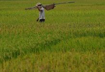 Trung Quốc: Đột phá trong trồng lúa nước mặn