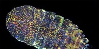 Sinh vật "biến hình" tuyệt đẹp như đá sapphire