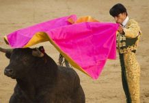 Thảm cảnh của bò tót trong những trận đấu