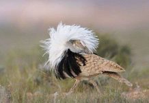 Chim đẹp nhanh kiệt sức trong sinh hoạt tình dục Chim đẹp nhanh kiệt sức trong sinh hoạt tình dục