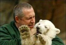 Một chú gấu Bắc cực chào đời tại vườn thú Berlin Một chú gấu Bắc cực chào đời tại vườn thú Berlin