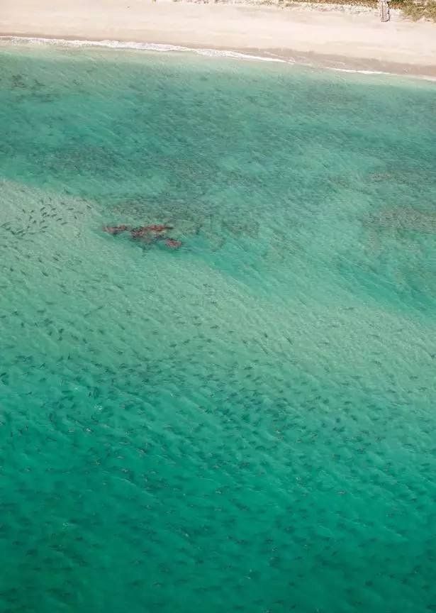 Phát hoảng cảnh hàng nghìn cá mập vây kín bờ biển Mỹ