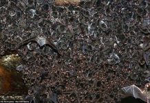 Loài dơi này luôn biến mất mỗi khi đông về và đây là nguyên nhân