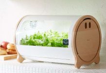 Trồng rau không cần nắng kiểu Nhật