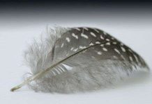 Vật liệu xây dựng từ lông gà