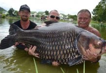 Cá chép lớn nhất thế giới nặng hơn 1 tạ ở Thái Lan Cá chép lớn nhất thế giới nặng hơn 1 tạ ở Thái Lan