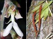 Động thực vật mới ở Việt Nam