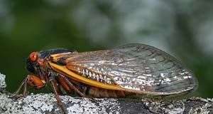 Diệt ấu trùng ve sầu hại cà phê?