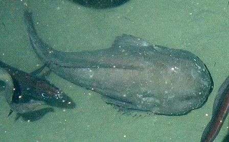 Loài cá được bình chọn là chuẩn mực của cái xấu