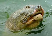 Rùa hồ Gươm sang “khu điều dưỡng”