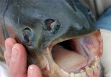 Những loài động vật kỳ dị tới khó tin Những loài động vật kỳ dị tới khó tin