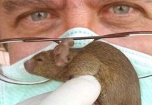 Chuột cũng biết ho như người