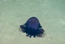 “Quái vật” gà không đầu – Sinh vật bí ẩn mới được tìm thấy dưới đáy biển vịnh Mexico "Quái vật" gà không đầu - Sinh vật bí ẩn mới được tìm thấy dưới đáy biển vịnh Mexico