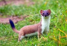 Cách sinh tồn "mưu mô xảo quyệt" của các loài động vật