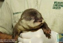 Những sinh vật nhỏ bé đáng yêu