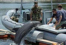 Những chiến binh động vật hàng đầu (II) Những chiến binh động vật hàng đầu (II)