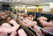 Nuôi lợn trên đệm lót - cách để bảo vệ môi trường