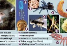 Phát hiện 10 loài sinh vật mới