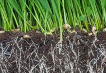 Cây có trí khôn bầy đàn?