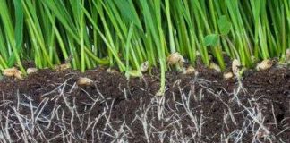 Cây có trí khôn bầy đàn?