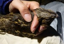 Khát tình, cú bay gần 1.000km để tìm “bạn gái”