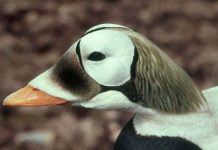 Động vật hoang dã Bắc cực kêu cứu