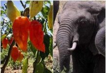 Đuổi voi bằng… ớt! Đuổi voi bằng... ớt!