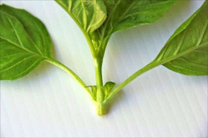 Tự trồng húng quế theo cách thủy canh đơn giản tại nhà