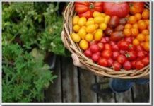 Thu hoạch và bảo quản cà chua