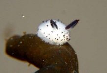 Vẻ đẹp bất ngờ của loài "thỏ biển"